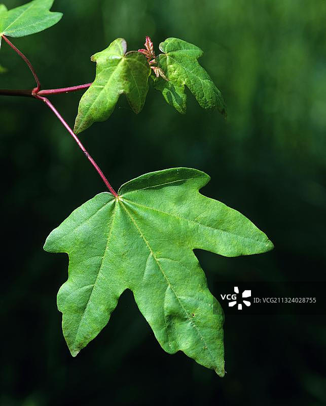 原野枫树图片素材