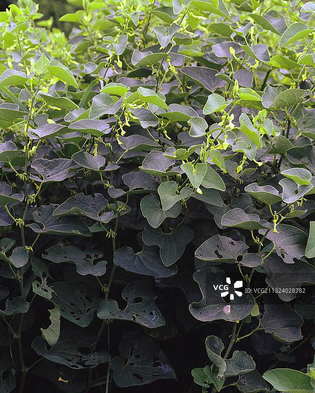 复活节弯管花图片素材