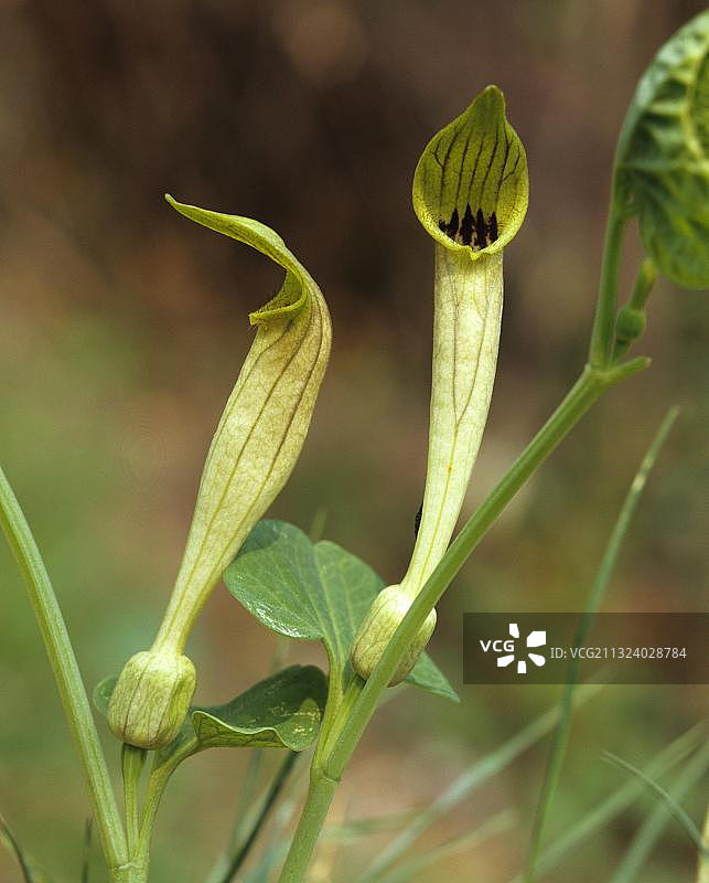 圆叶马兜铃图片素材