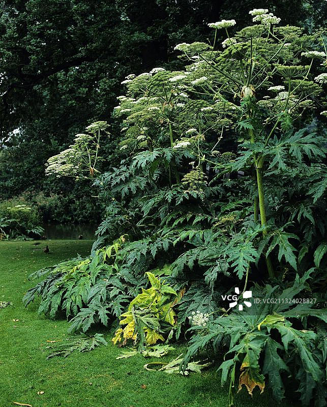 大叶 Hogweed图片素材