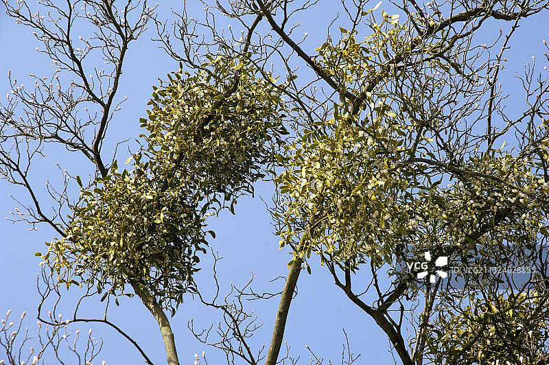 德国巴伐利亚的槲寄生图片素材