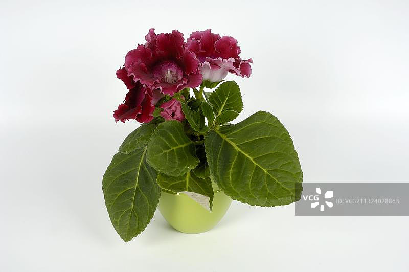 大岩桐图片素材