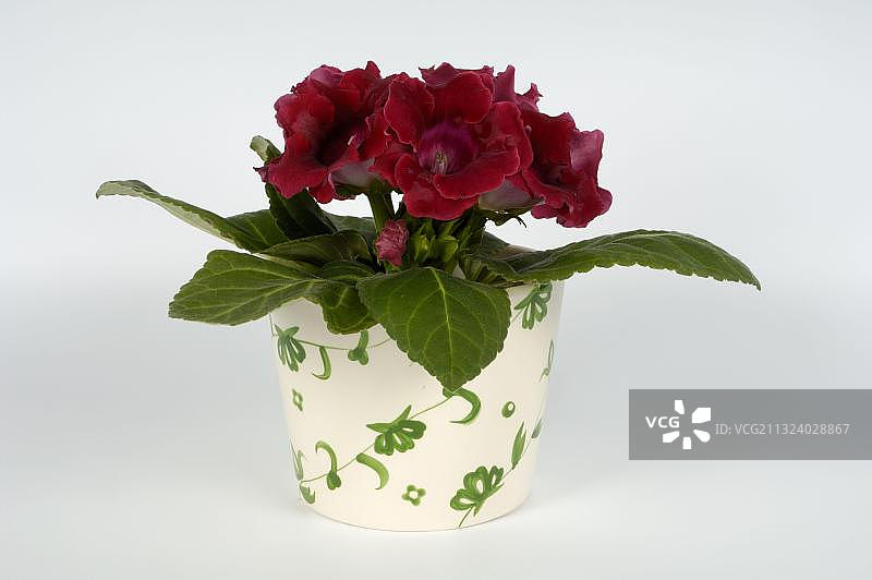 大岩桐图片素材