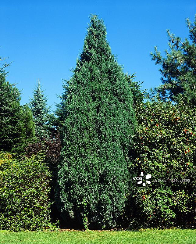 劳森柏图片素材