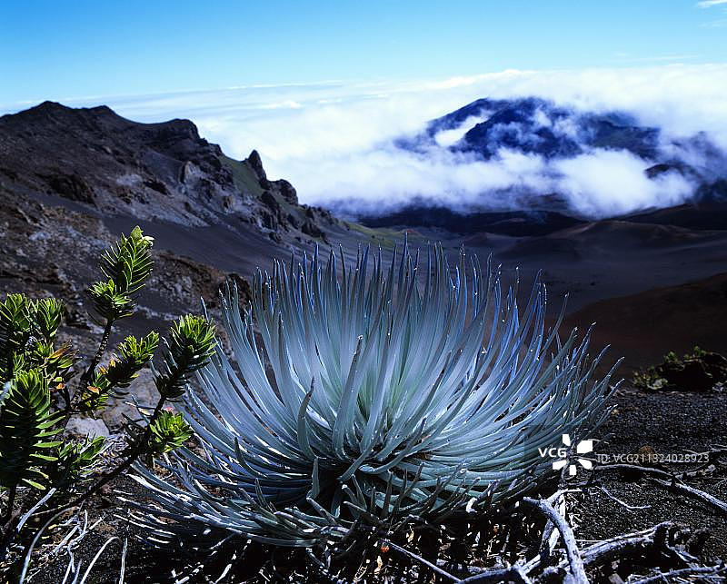 哈莱亚卡拉银剑（Argyroxiphium sandwicense），毛伊岛，夏威夷，美国，北美洲图片素材