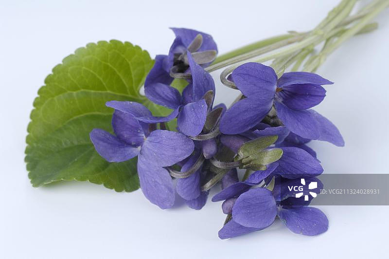 香堇菜图片素材