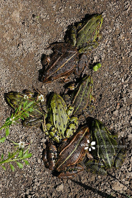 绿青蛙，德国莱茵兰-普法尔茨图片素材