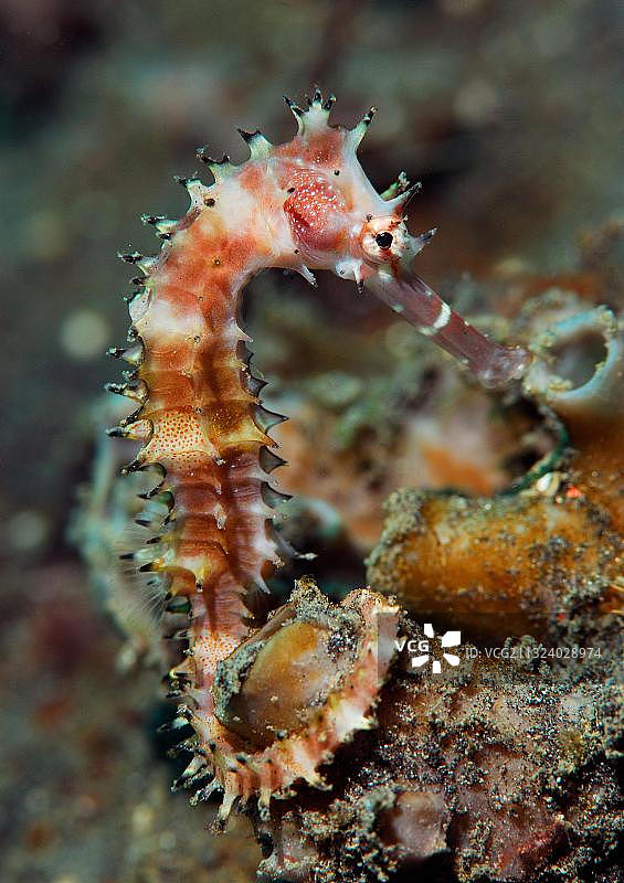 海马，西里伯斯海，蓝碧海峡，印度尼西亚，亚洲图片素材