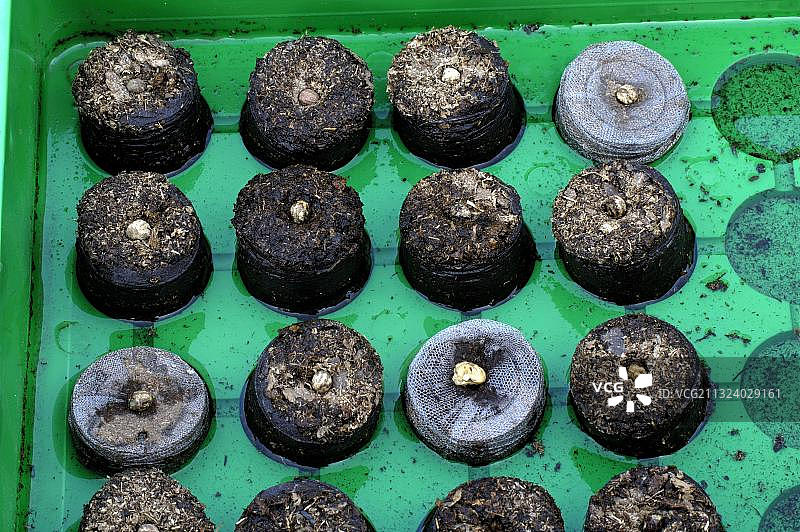 待播种的旱金莲种子（旱金莲属），种子盆图片素材