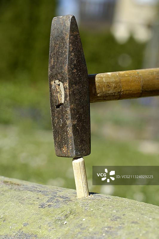 将带有蘑菇菌种的木销钉放入Bochloch，香菇图片素材