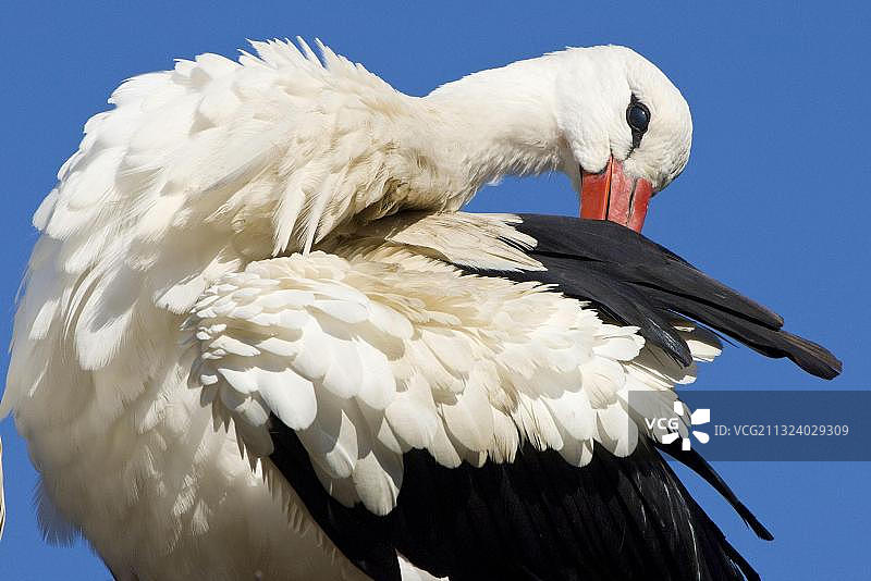 白鹳，德国北莱茵-威斯特法伦图片素材