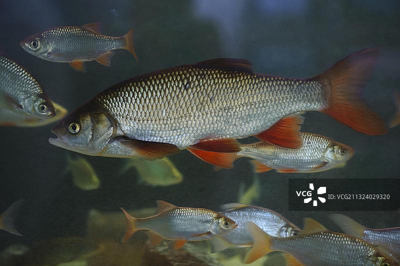 红眼鱼图片素材