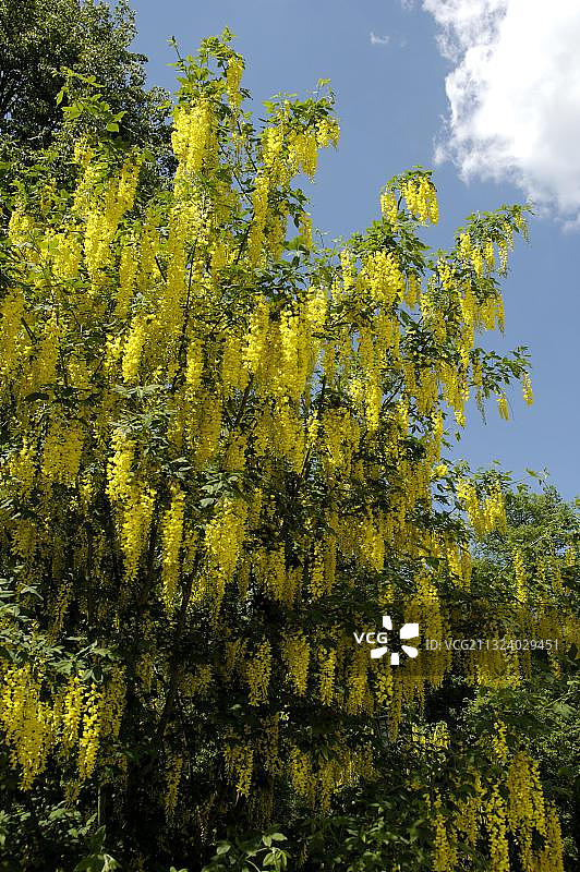 金链花，豆树，黄金灌木图片素材