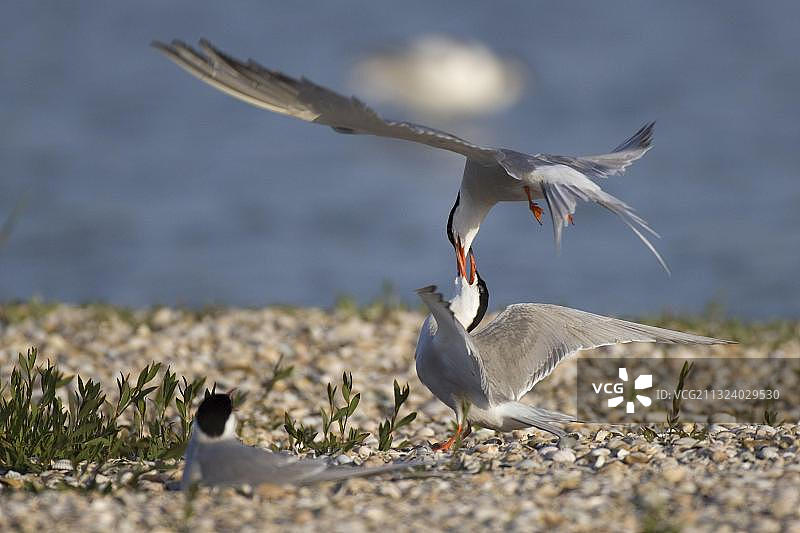荷兰特塞尔岛：燕鸥的领地之争图片素材