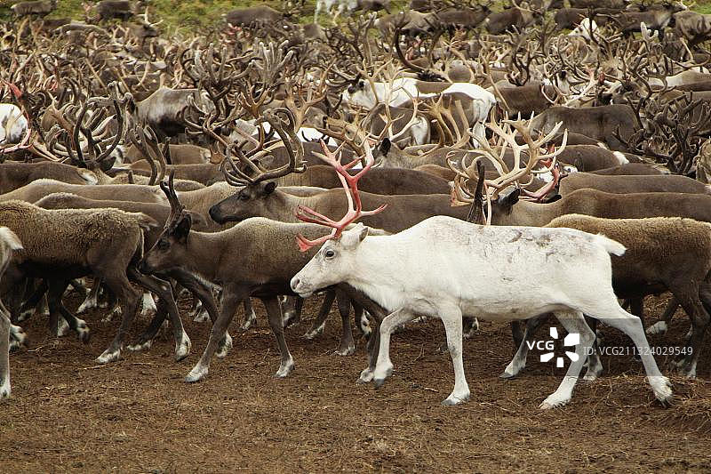 堪察加半岛驯鹿游牧民族营地，堪察加，俄罗斯，欧洲图片素材