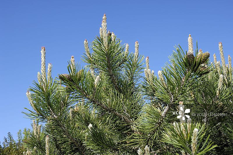 矮生山松图片素材