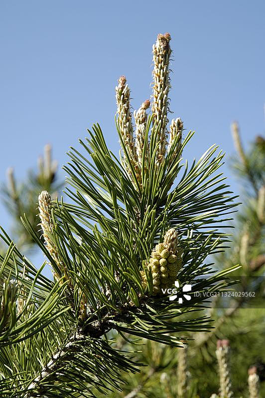 矮生山松图片素材