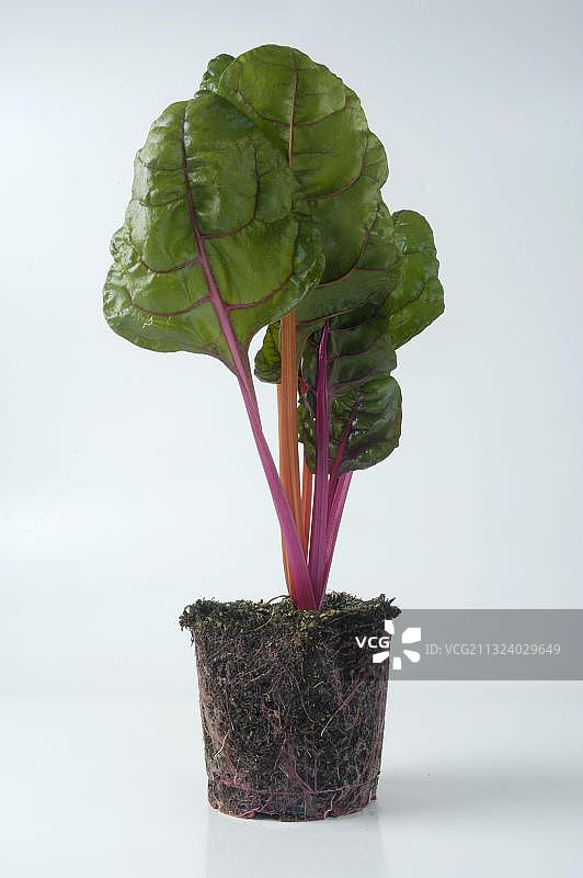 叶甜菜图片素材