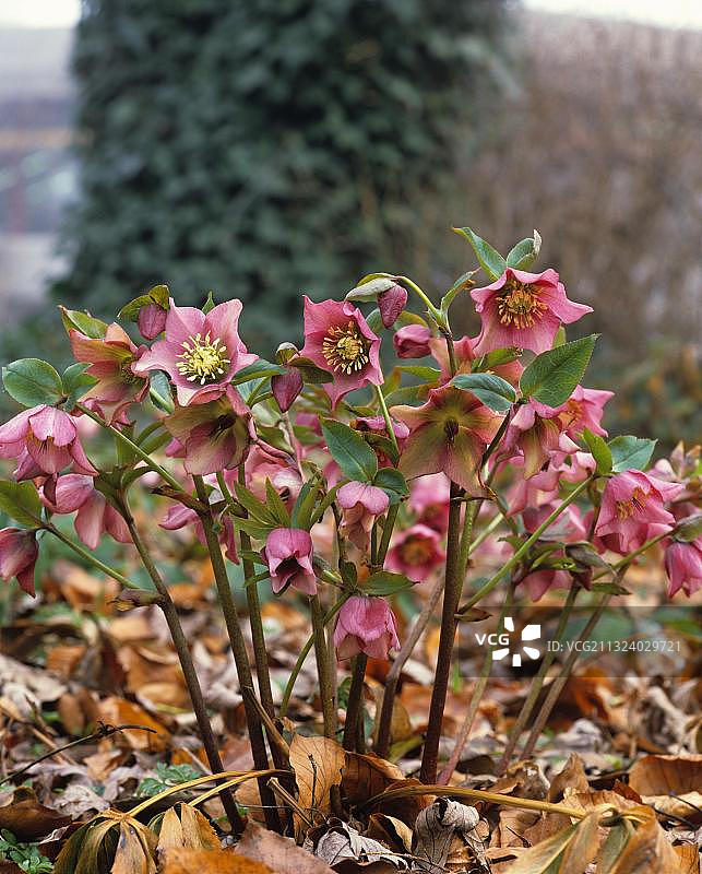 黑嚏根草图片素材