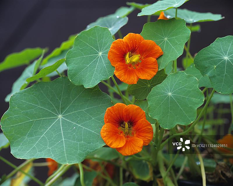 旱金莲（Tropaeolum）图片素材