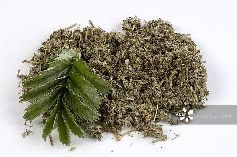 委陵菜（Potentilla anserina）干叶标本图片素材