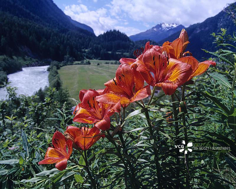 橙色百合或火百合（Lilium bulbiferum）图片素材