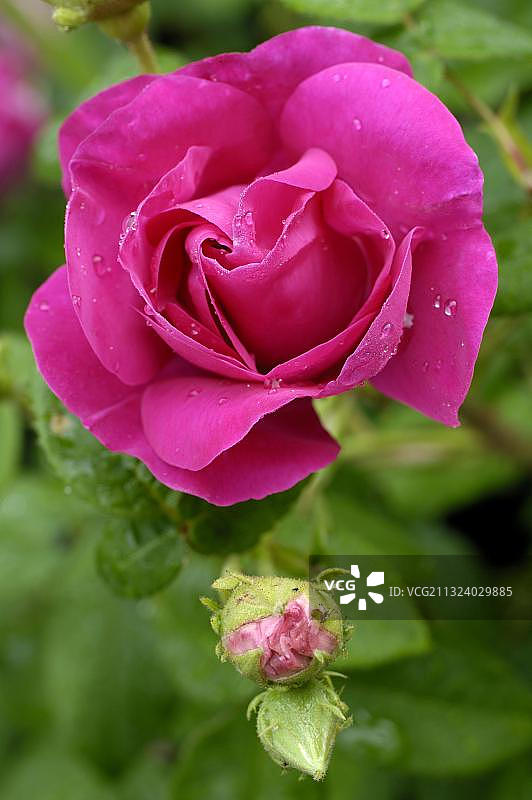 药用法国蔷薇图片素材