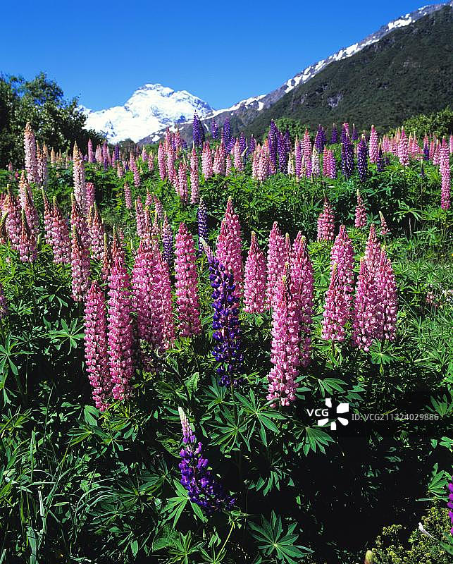 新西兰南岛库克山的羽扇豆图片素材