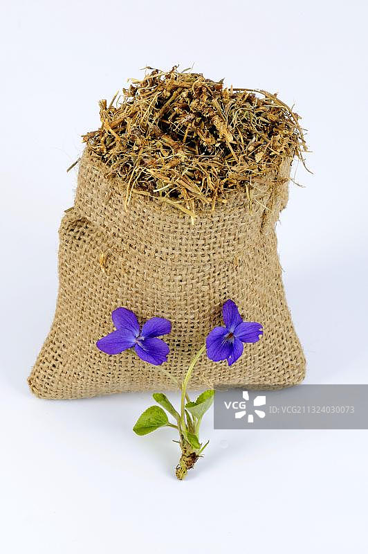 三月紫罗兰，香紫罗兰（香堇菜）图片素材