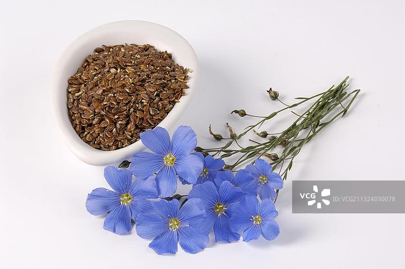 多年生亚麻和亚麻籽图片素材