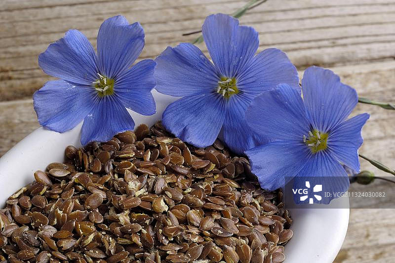 多年生亚麻和亚麻籽图片素材