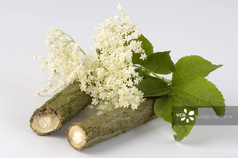 接骨木的树皮和花朵图片素材