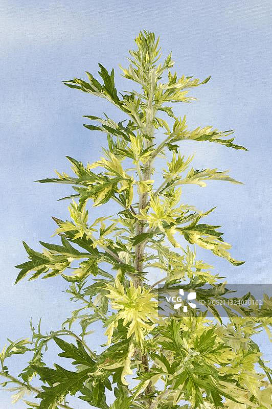 普通艾蒿图片素材