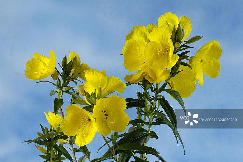 普通晚樱草图片素材