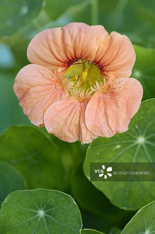 旱金莲图片素材