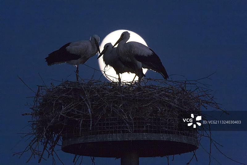 德国：鸟巢中的幼年白鹳图片素材