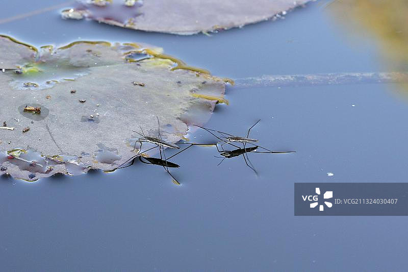 德国的常见水黾图片素材