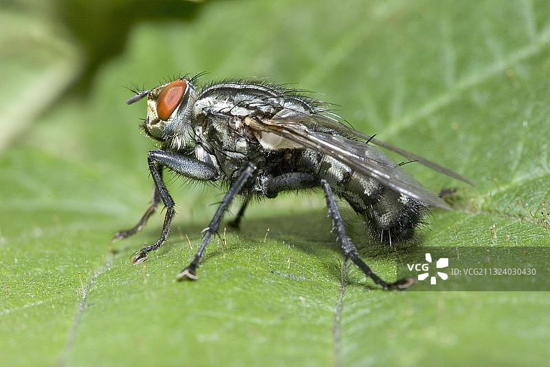 肉蝇（蝇），德国，欧洲图片素材