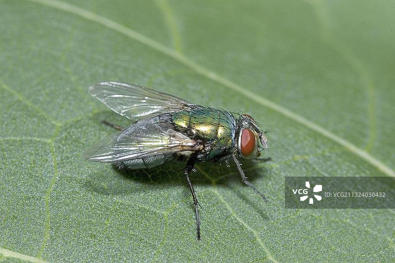 铜绿蝇（Lucilia caesar），帝王金蝇图片素材