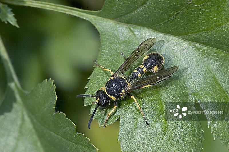 德国皱纹胡蜂图片素材