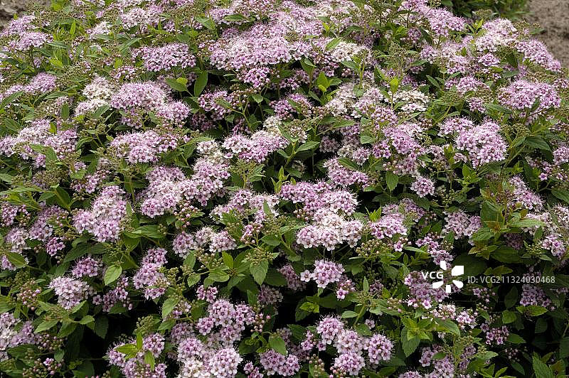 小公主绣线菊图片素材