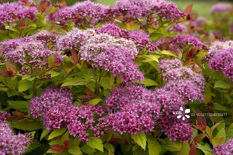 绣线菊“Magic Carpet”图片素材