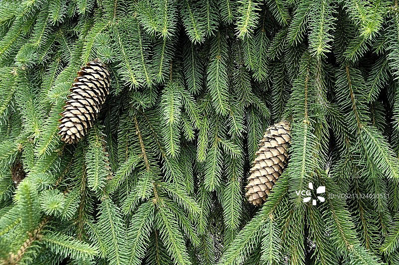欧洲云杉（Picea abies），球果，云杉球果图片素材