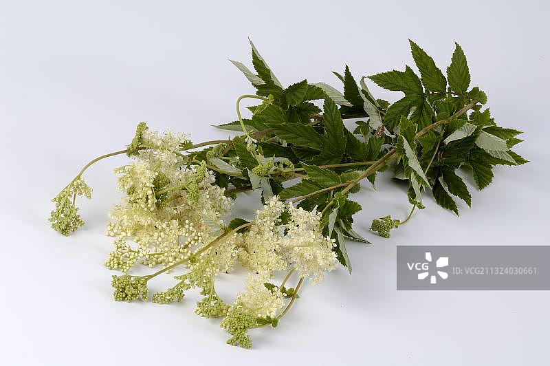 绣线菊图片素材