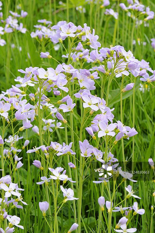 布谷鸟花，德国巴伐利亚图片素材