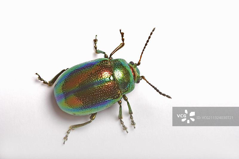 叶甲（Chrysolina fastuosa），德国，欧洲图片素材