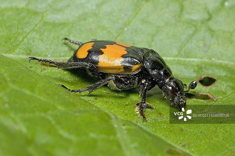 埋葬甲虫，德国，欧洲图片素材