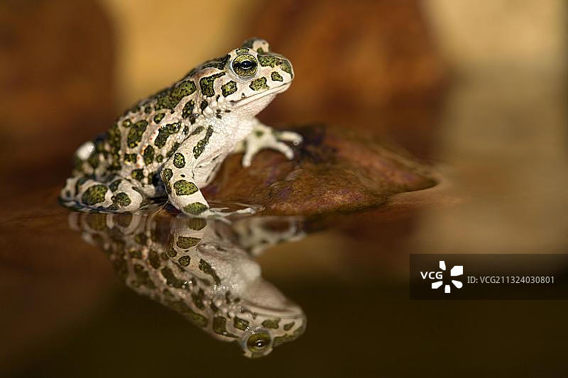 绿色蟾蜍图片素材