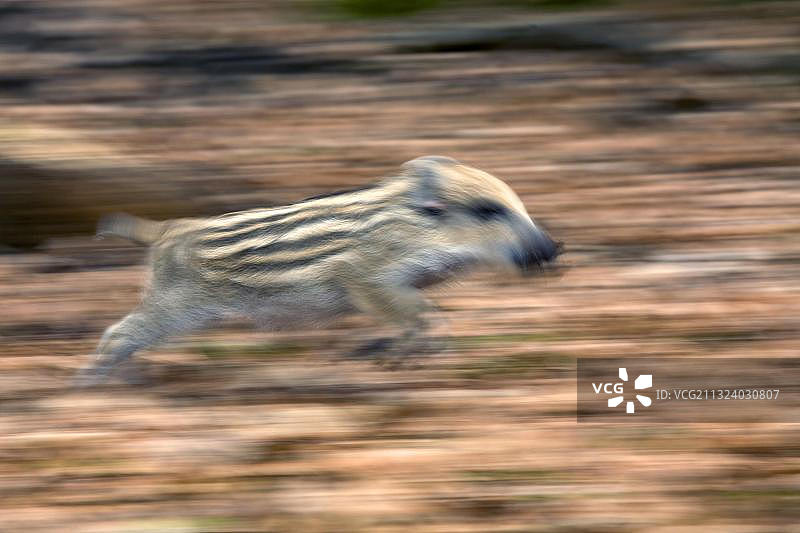 野猪（Sus scrofa），小猪，德国，猪，侧面，欧洲图片素材