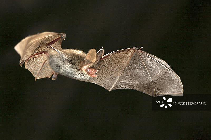 德国欧洲地区的Bechstein蝙蝠图片素材